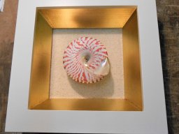 Große Kegelschnecke